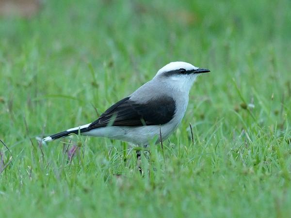 <h3><a href="/trips/salesopolis-2014/biota/animalia/chordata/aves/040 passeriformes/011 tyrannidae/fluvicola nengeta/fluvicola nengeta-nl.html">Fluvicola&nbsp;nengeta</a> / Masked&nbsp;water&nbsp;tyrant / Maskerwatertiran</h3>NIKON D7100 met AF-S Nikkor 300mm f/2.8G IF-ED VR II, 1/800 sec  bij F5.0, ISO 1250, afstand 10.0&nbsp;m